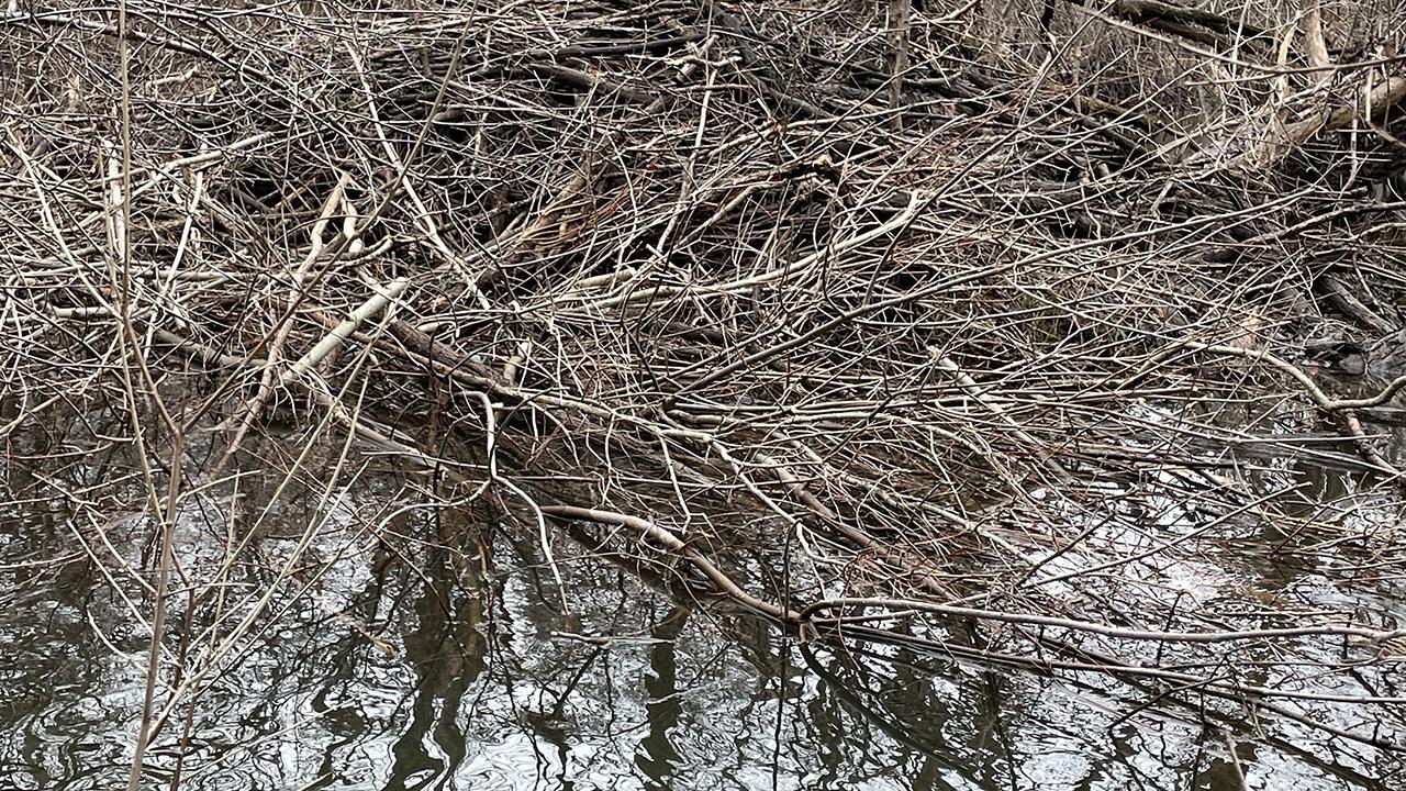 Beaver dam in OU Preserve